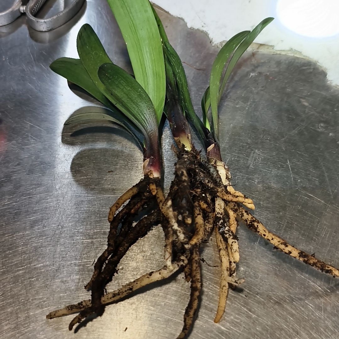 开***光当前无花栽培后可以开花黑美人苗两颗和黑牡丹*黑魁一棵