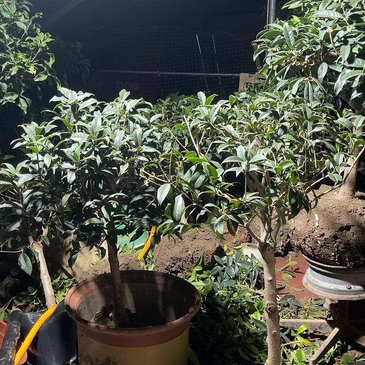 第***间当前无花朵，栽培后可花朵沉香桂
