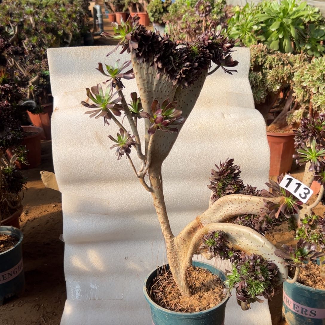 微瑕疵黑缀113高度46