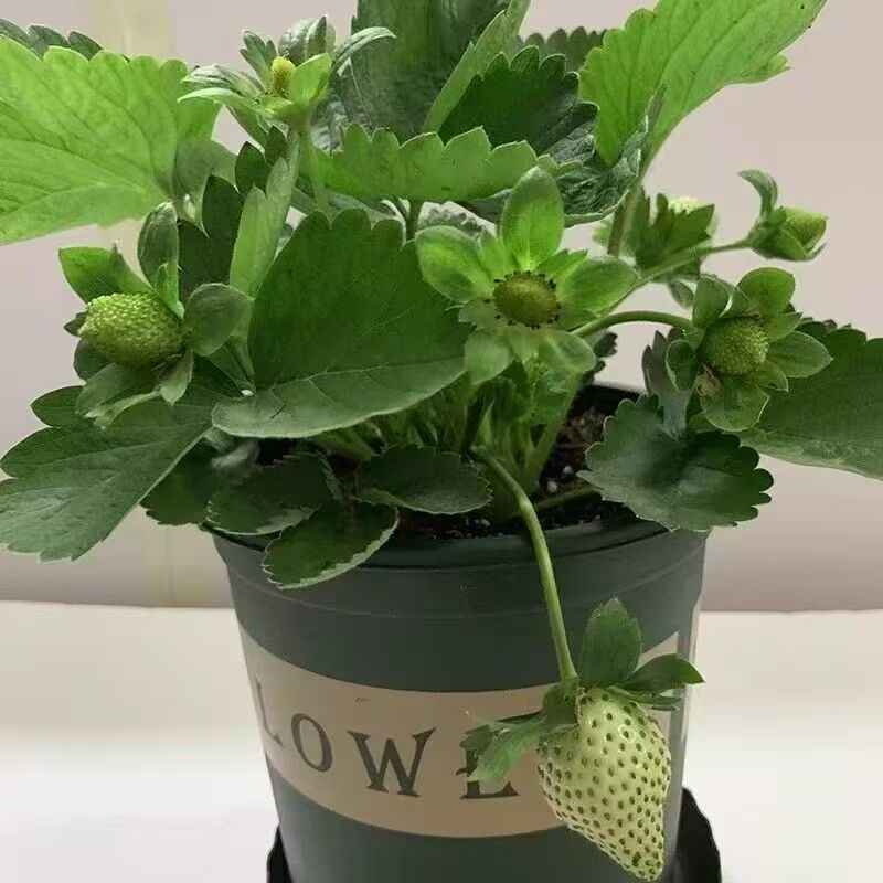 【带花带果不用换盆】奶油红颜草莓苗盆栽四季结果阳台绿植盆栽苗