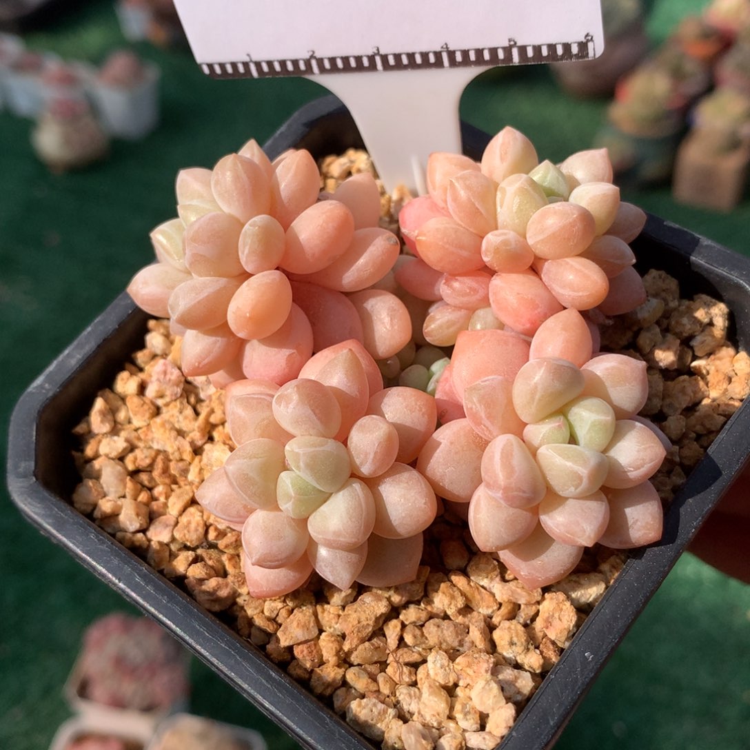 泡泡糖多肉植物58包邮