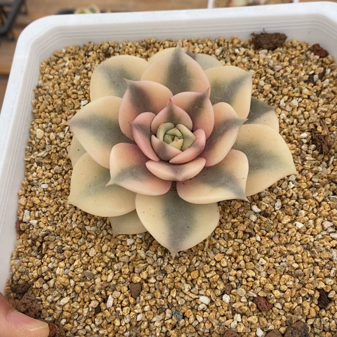 贝加尔湖锦锦多肉植物