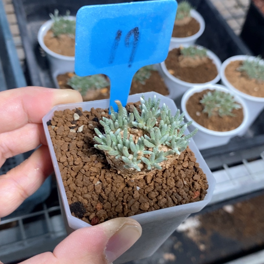 任锦多肉植物一个