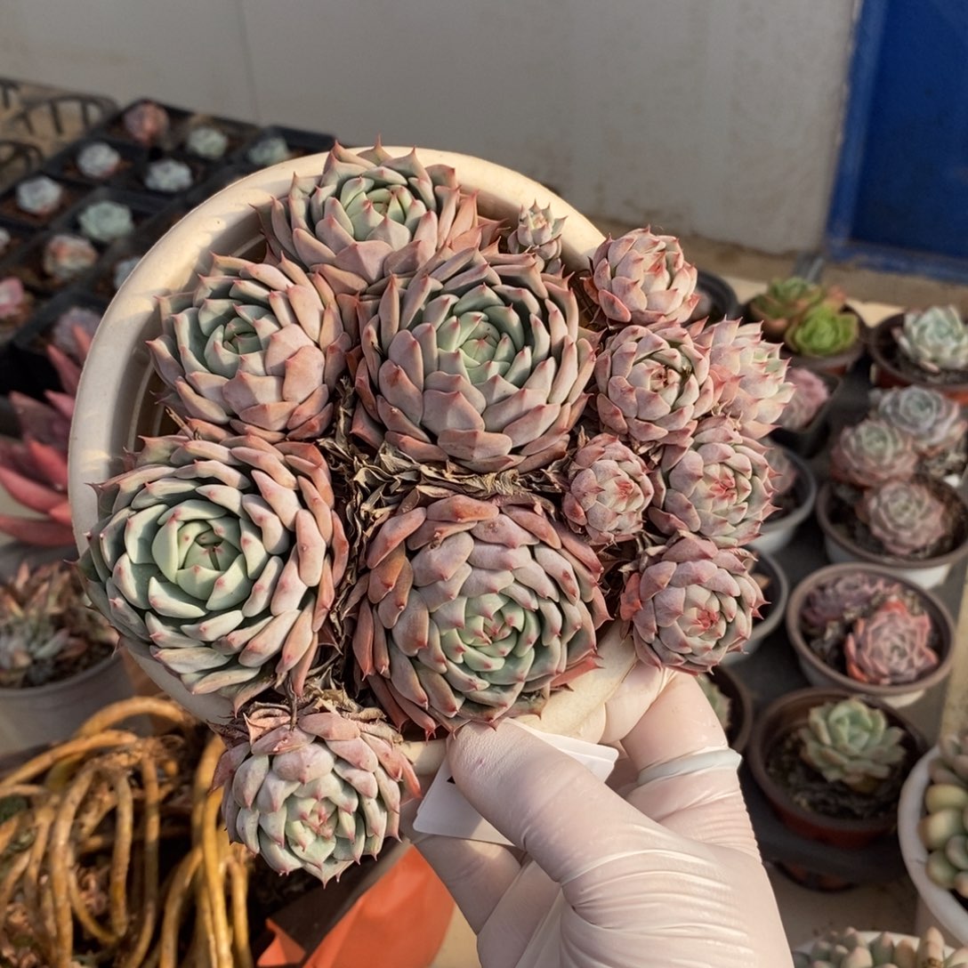 5443不知名一物一拍