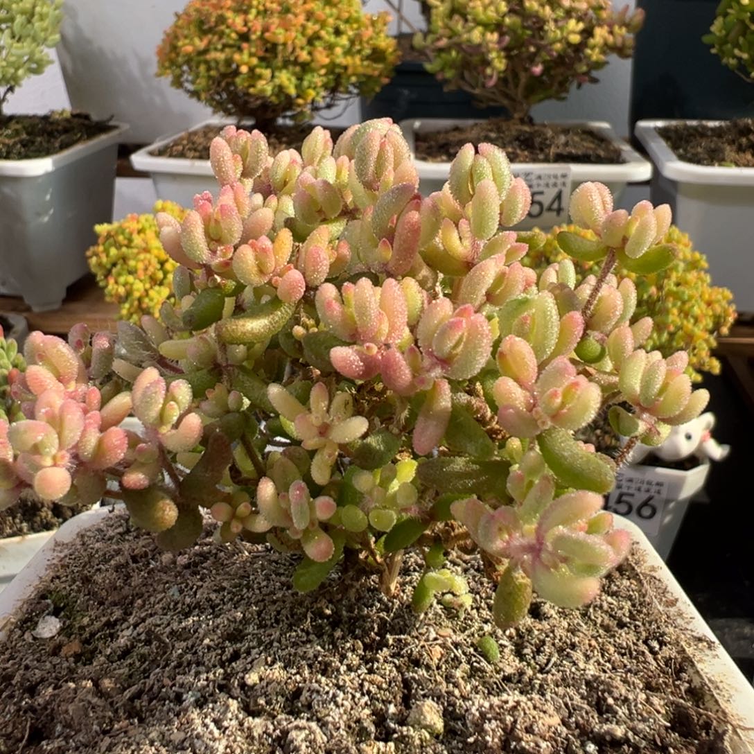 醉****D2489红宝石锦一物一拍