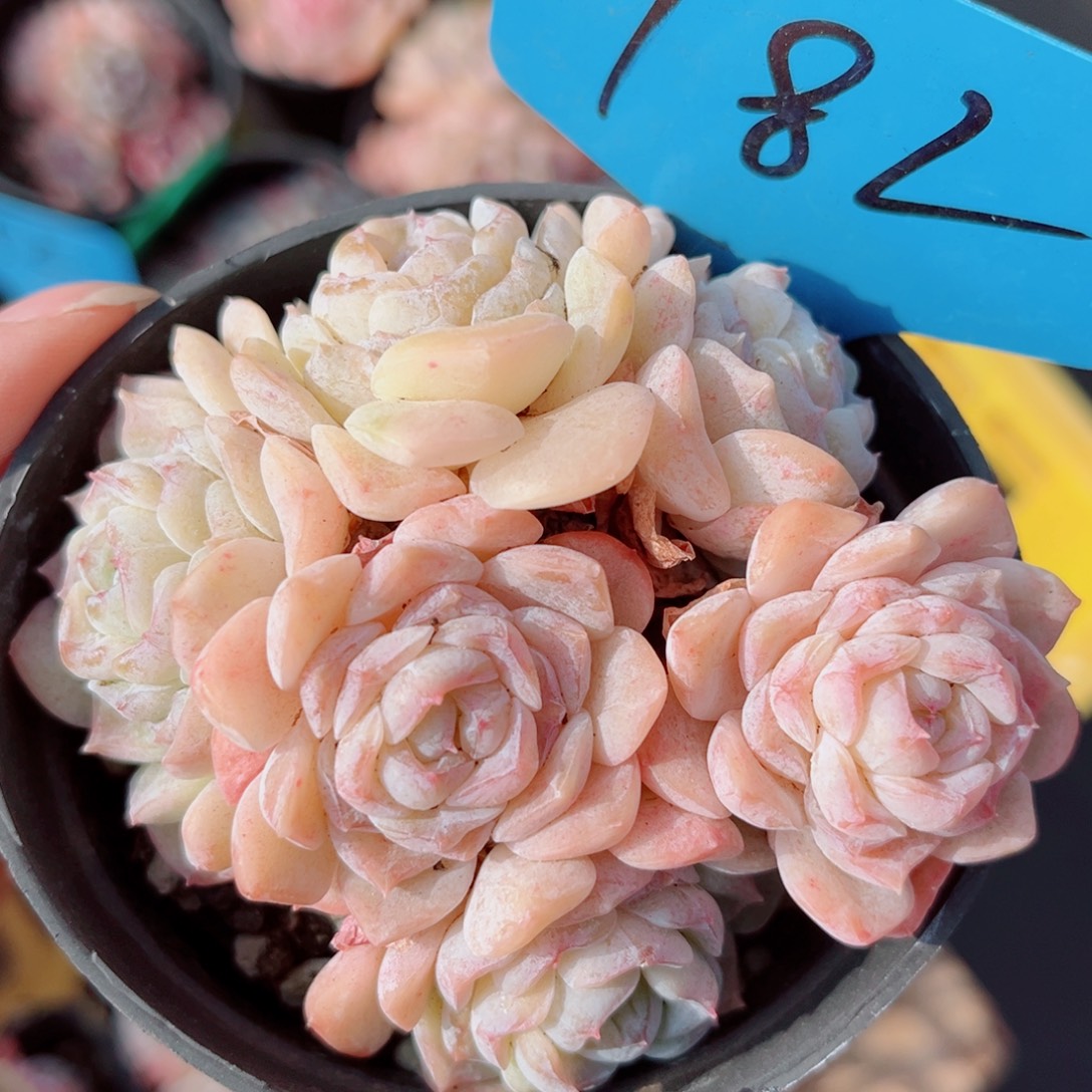 182号小老桩玉凝群