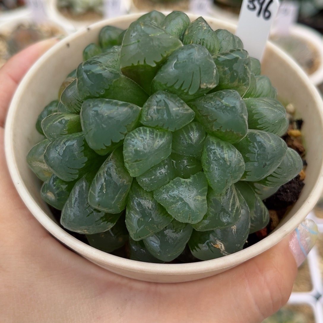 396大群冰灯玉露哈哈哈哈哈