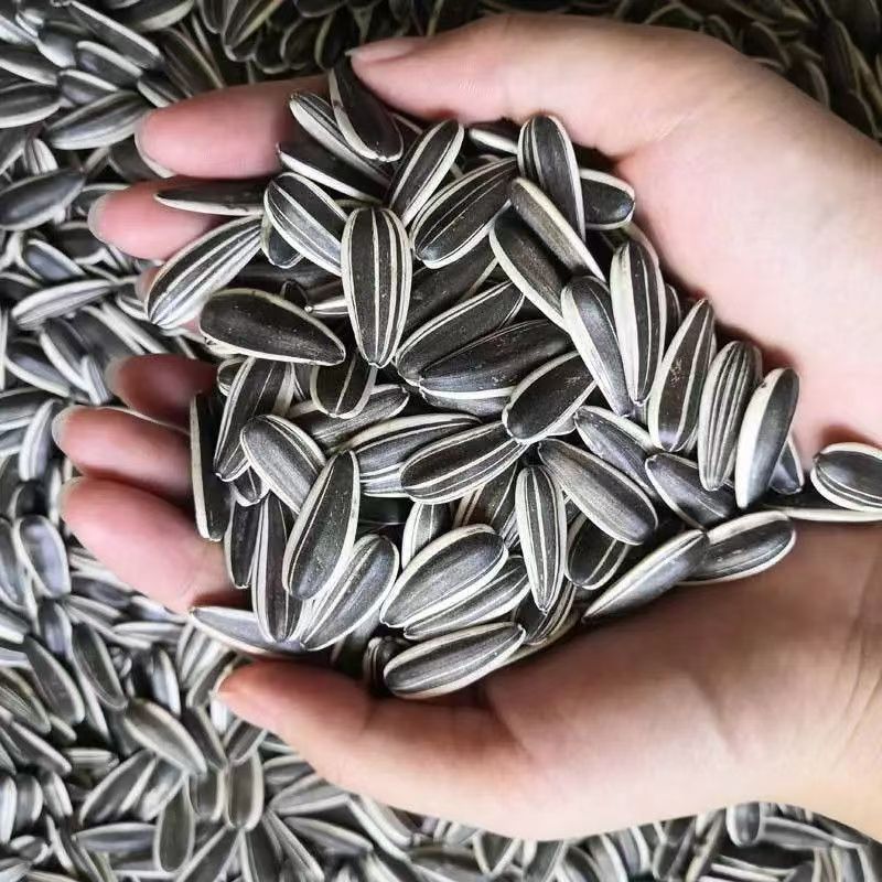 【下单包邮】内蒙产地大颗粒瓜子熟瓜子充饥解馋零食炒货11