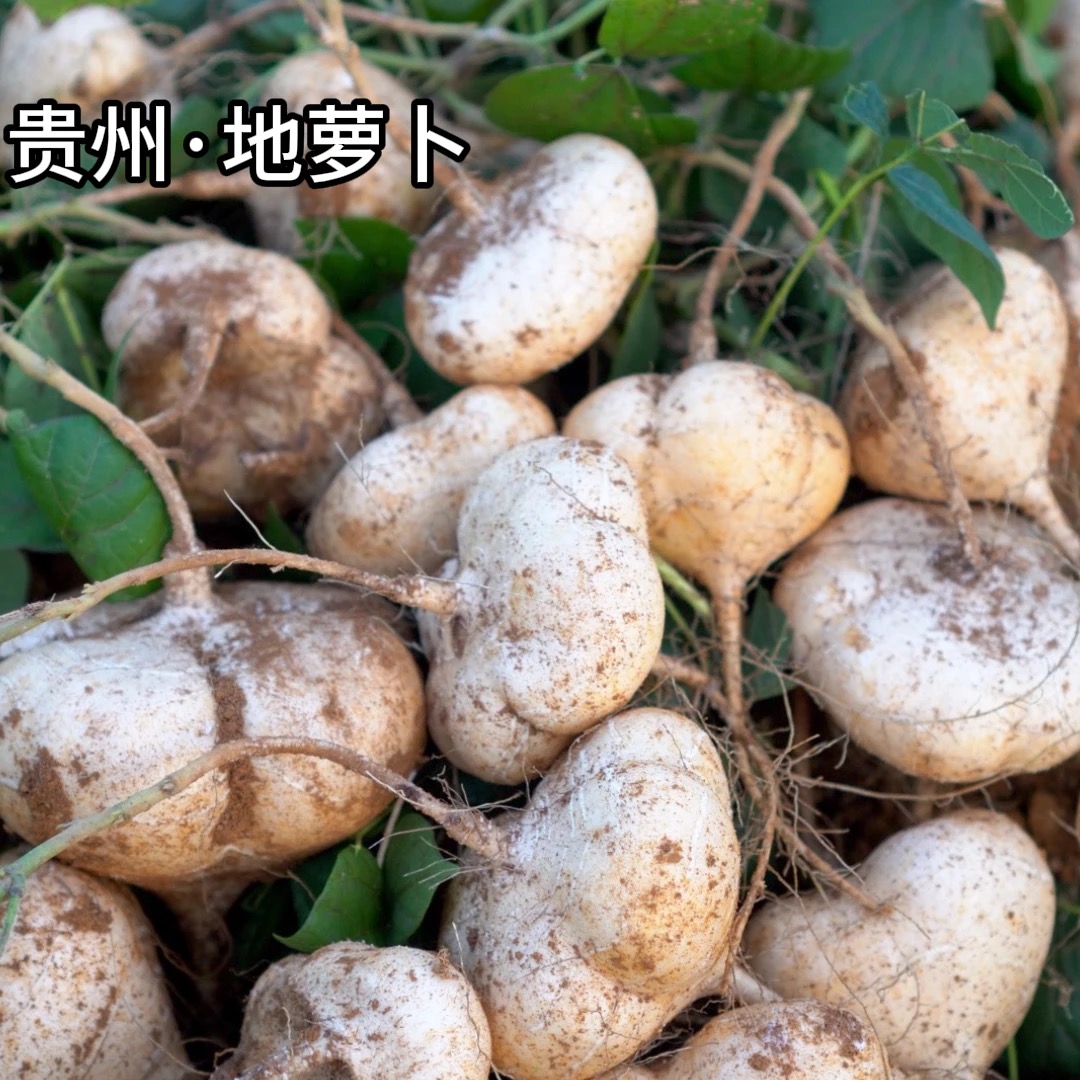 贵州新鲜地萝卜地瓜凉薯蔬菜孕妇水果脆甜多汁3斤5斤包邮