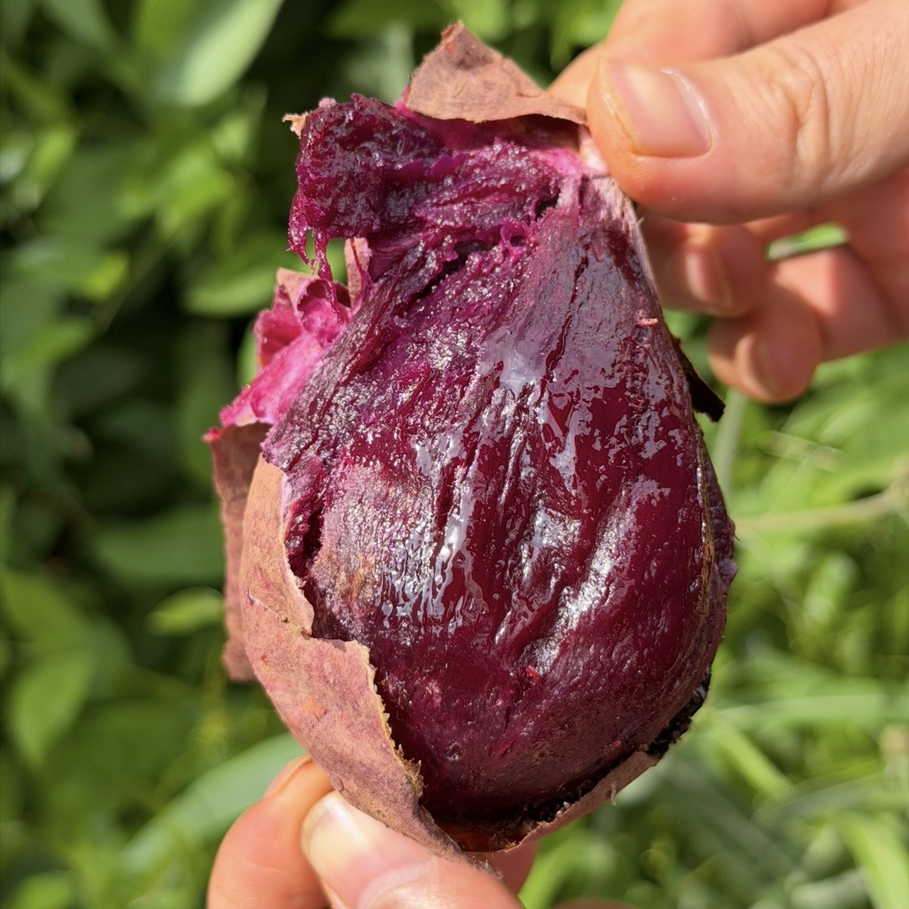 【糖心紫薯】云南高原黑美人紫薯软糯细腻溏心紫薯新鲜现挖已糖化