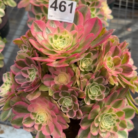 461玉资20厘米左右