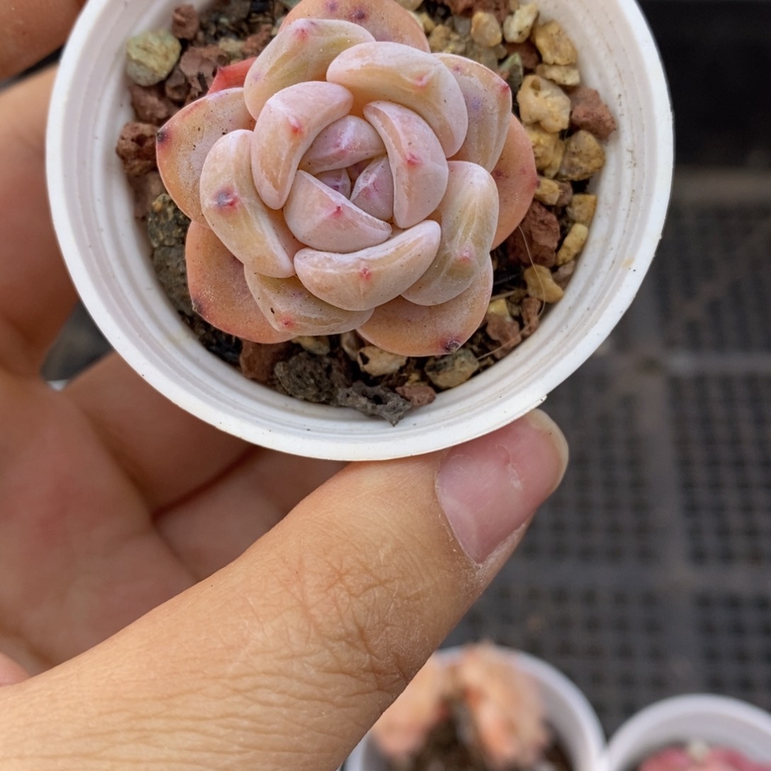 春泥园艺9.9包邮C17星影