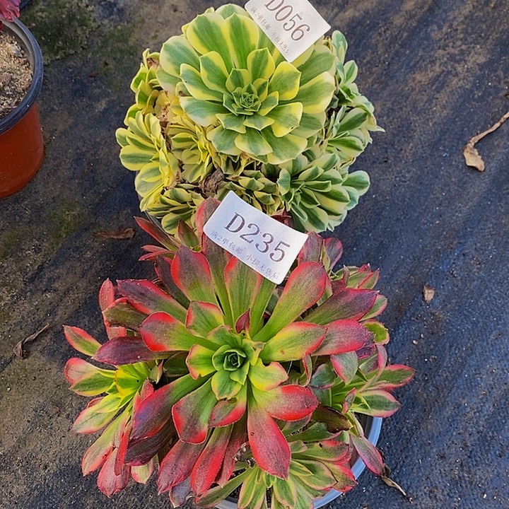 056、235水果糖迈巴赫多肉2颗