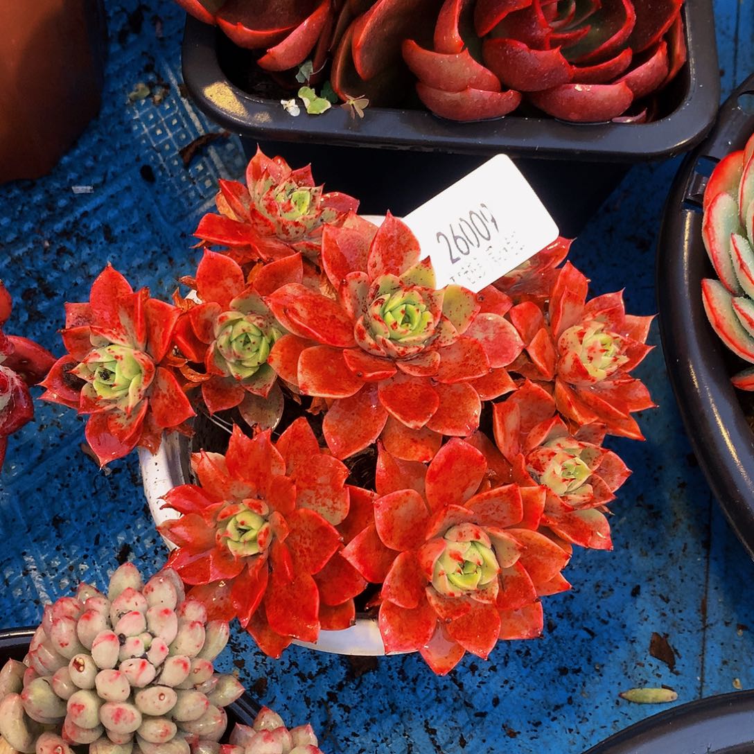 浅***。      贝拉多肉26009