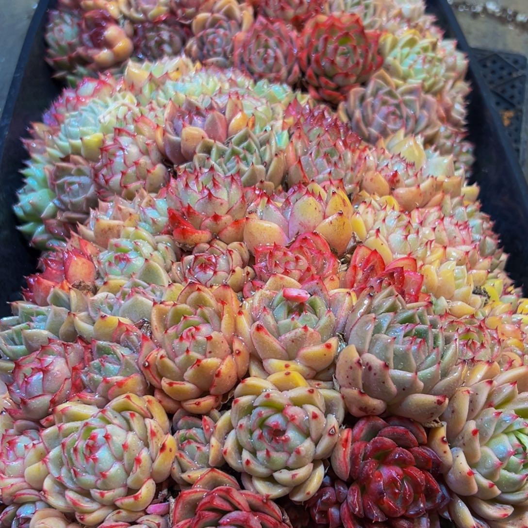 456多肉葡萄的味道是真的很好吃