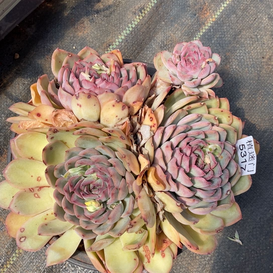 韩*杂交精品多肉5317