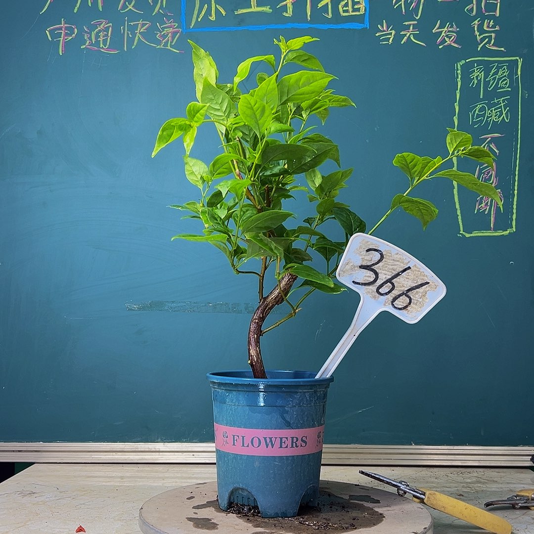 当前无花栽培后可以开花福利 弯杆 苏瓦娜  366