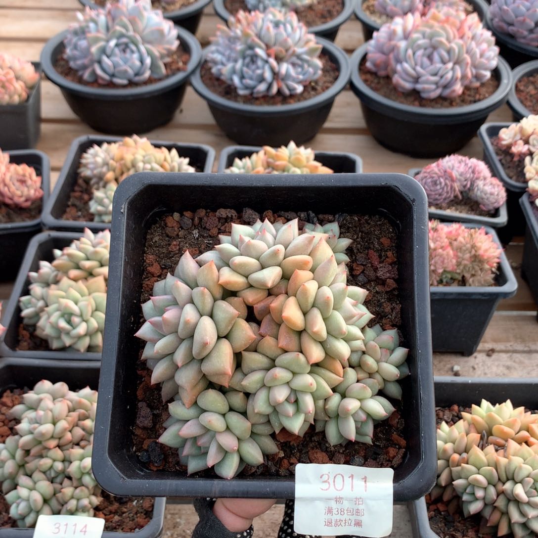 12厘米八头黄金象牙3011