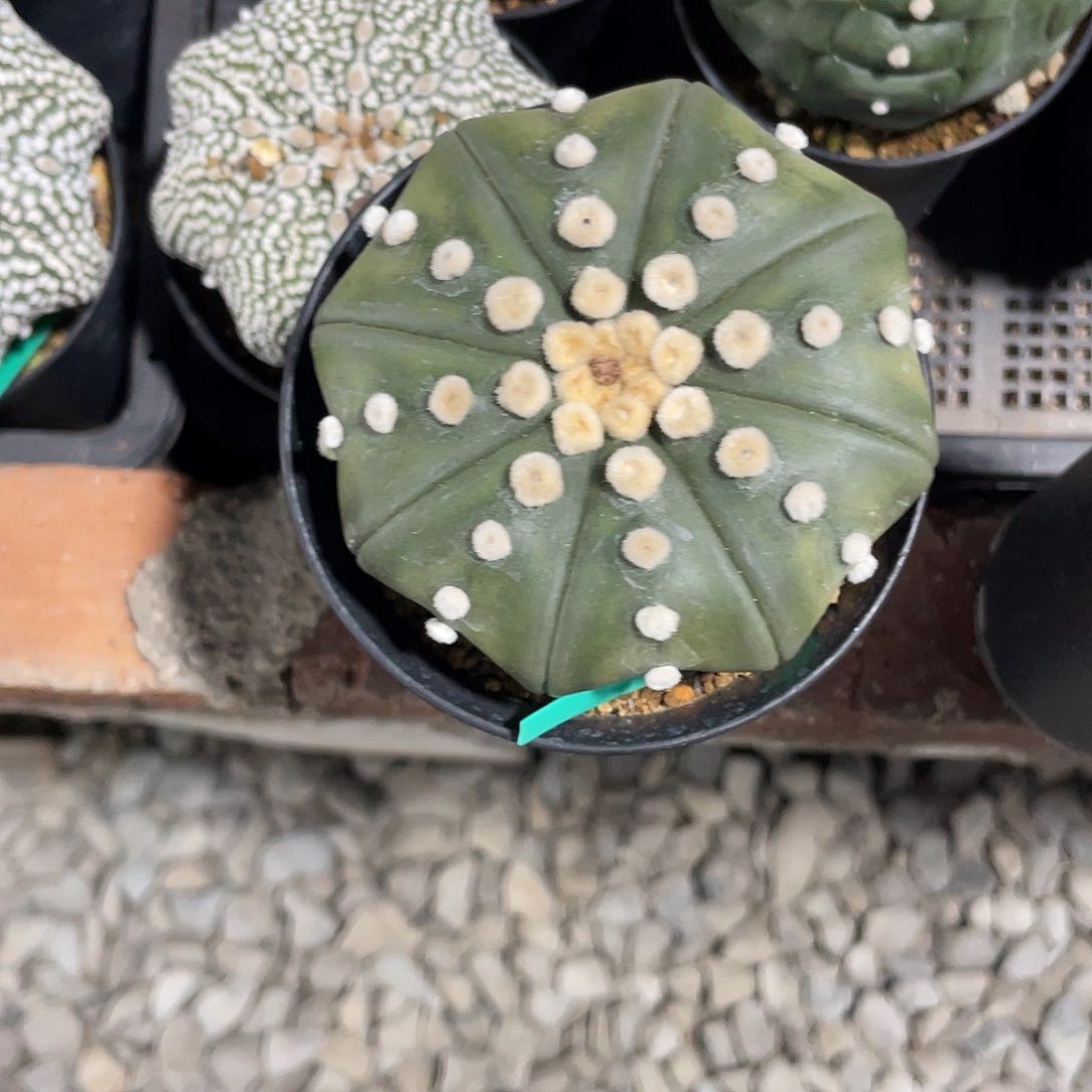 完全开放8.7实生海星琉璃兜