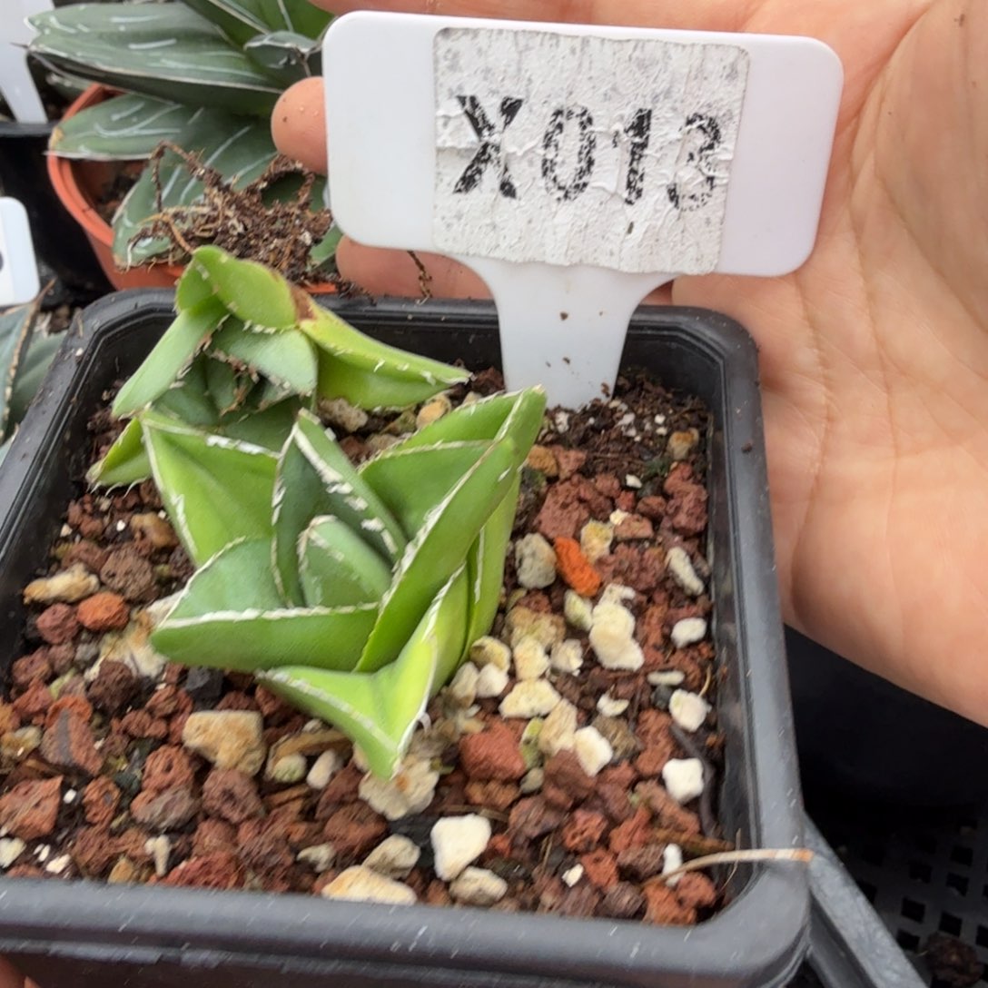 艾***宇福利桃太郎一颗脱土发