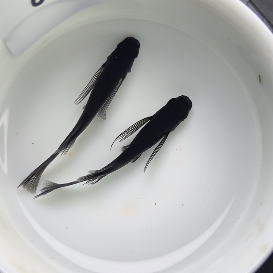 青鳉鱼88。       