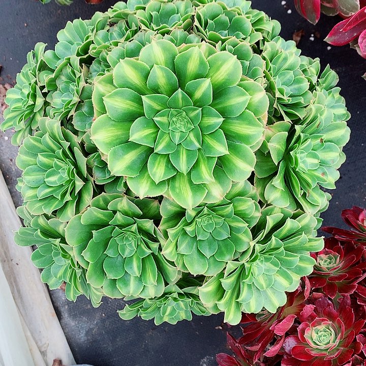 法师多图片植物翡翠流离