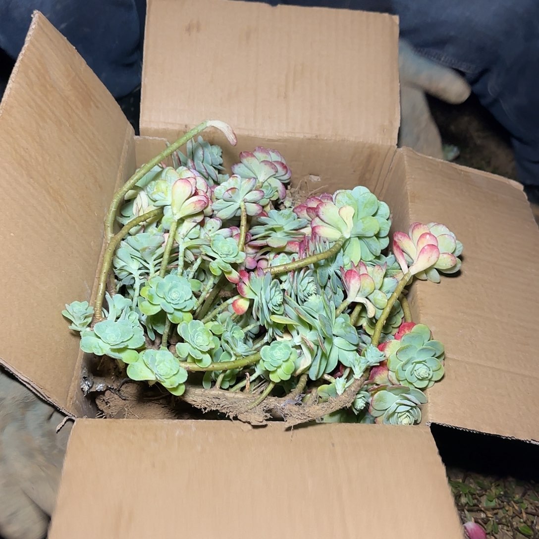 箱拍薄化妆多肉轻微断肢不售后看好在拍