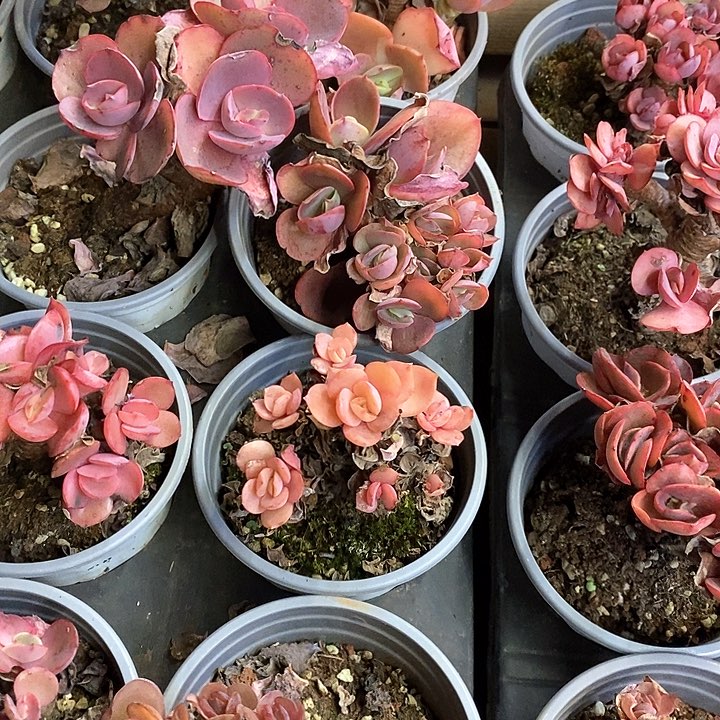 127。秀妍。福利多多