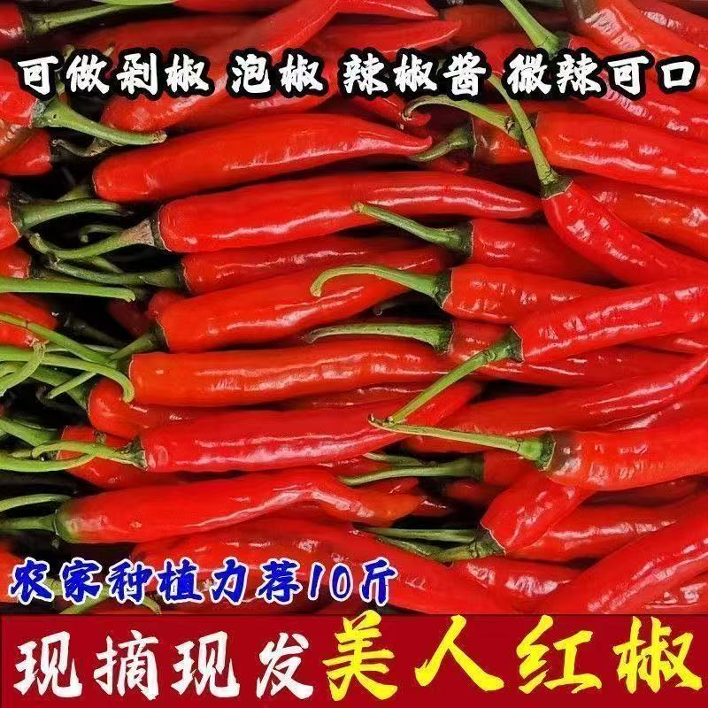 新鲜现摘特辣可用于餐饮调味的优质蔬菜辣椒