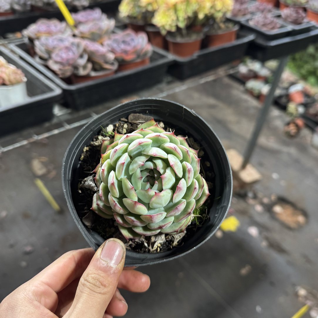  【任意两单包邮】勾魂仙子阳台办公室庭院老桩盆栽多肉植物