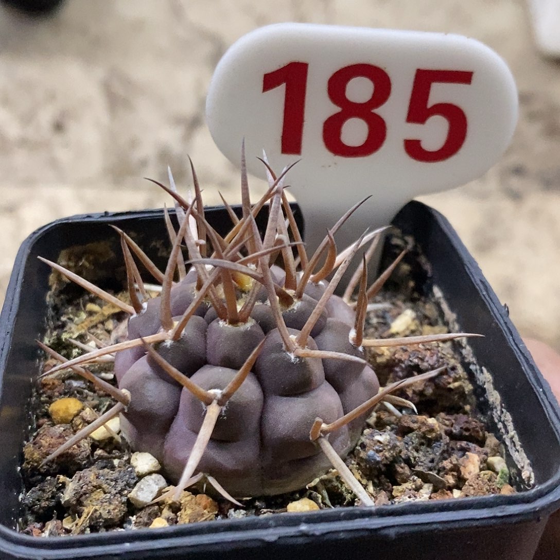 乌***雪185福利特价啦来了来