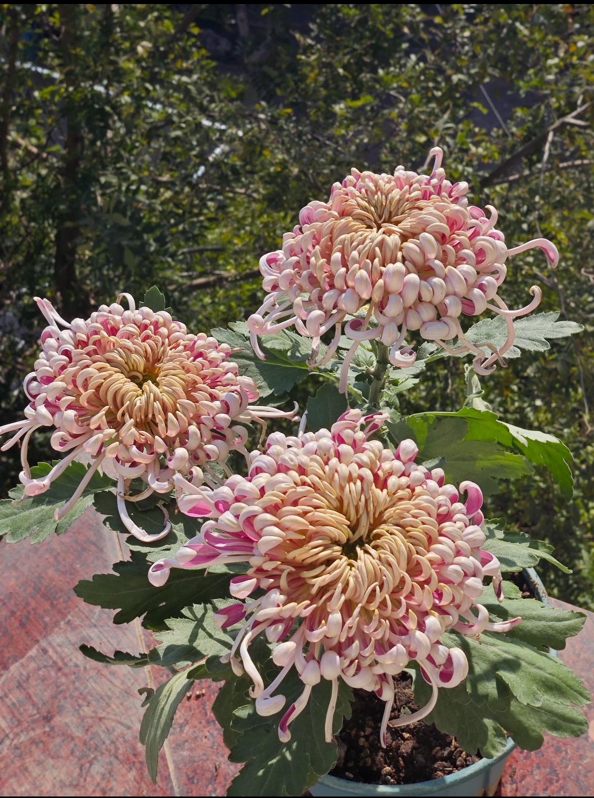 九月菊【紫龙卧雪】菊花盆栽 大花富贵菊  好养活