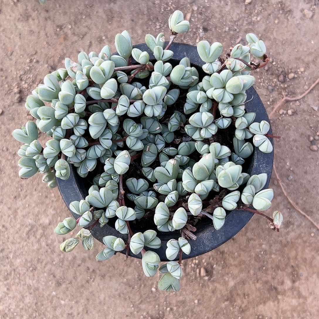 花***夏多肉植物碧玉莲带盆