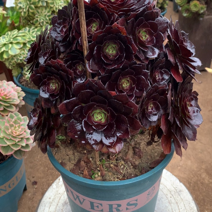 135黑美人多肉植物特价