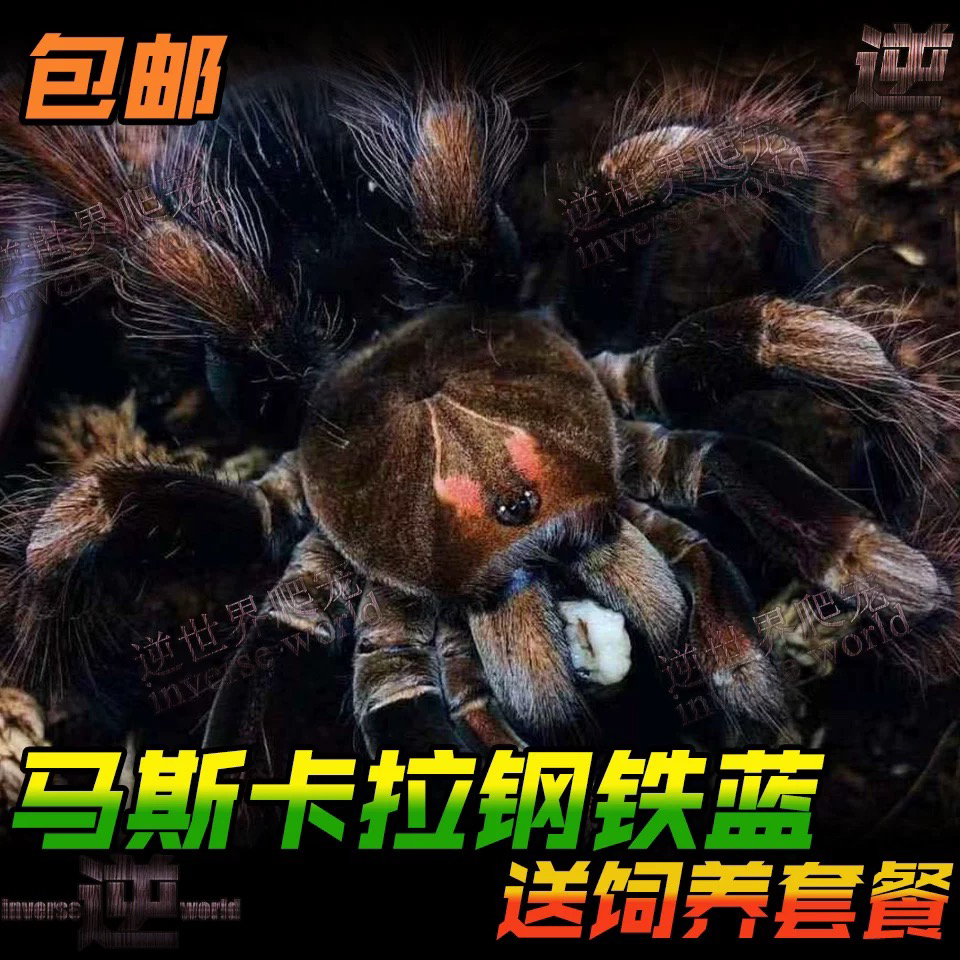 马斯卡拉钢铁蓝 蜘蛛宠物蜘蛛活体Pam 中端宠物蜘蛛