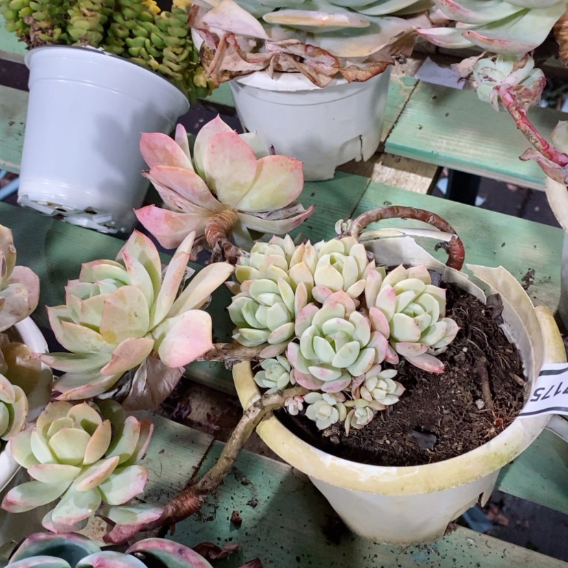 【闪购商品】恋曲07175