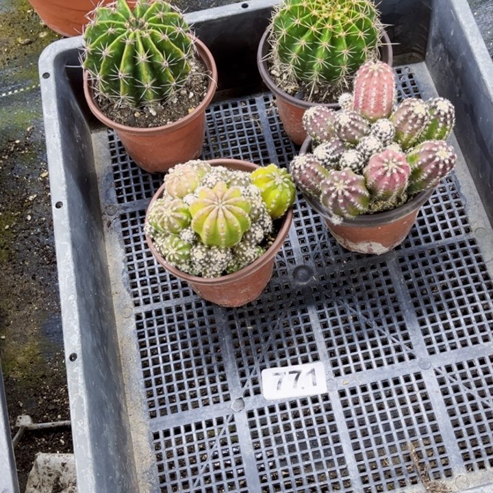 771彩草短毛丸一物一图如图