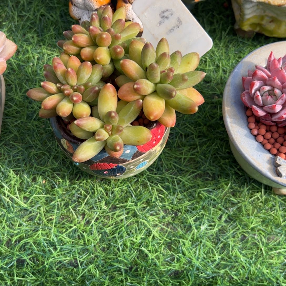 橘***水小老桩千代田缀多肉植物
