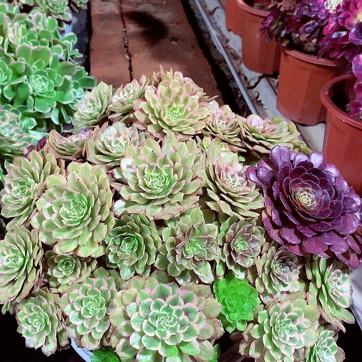 摘心粉黛，多肉植物