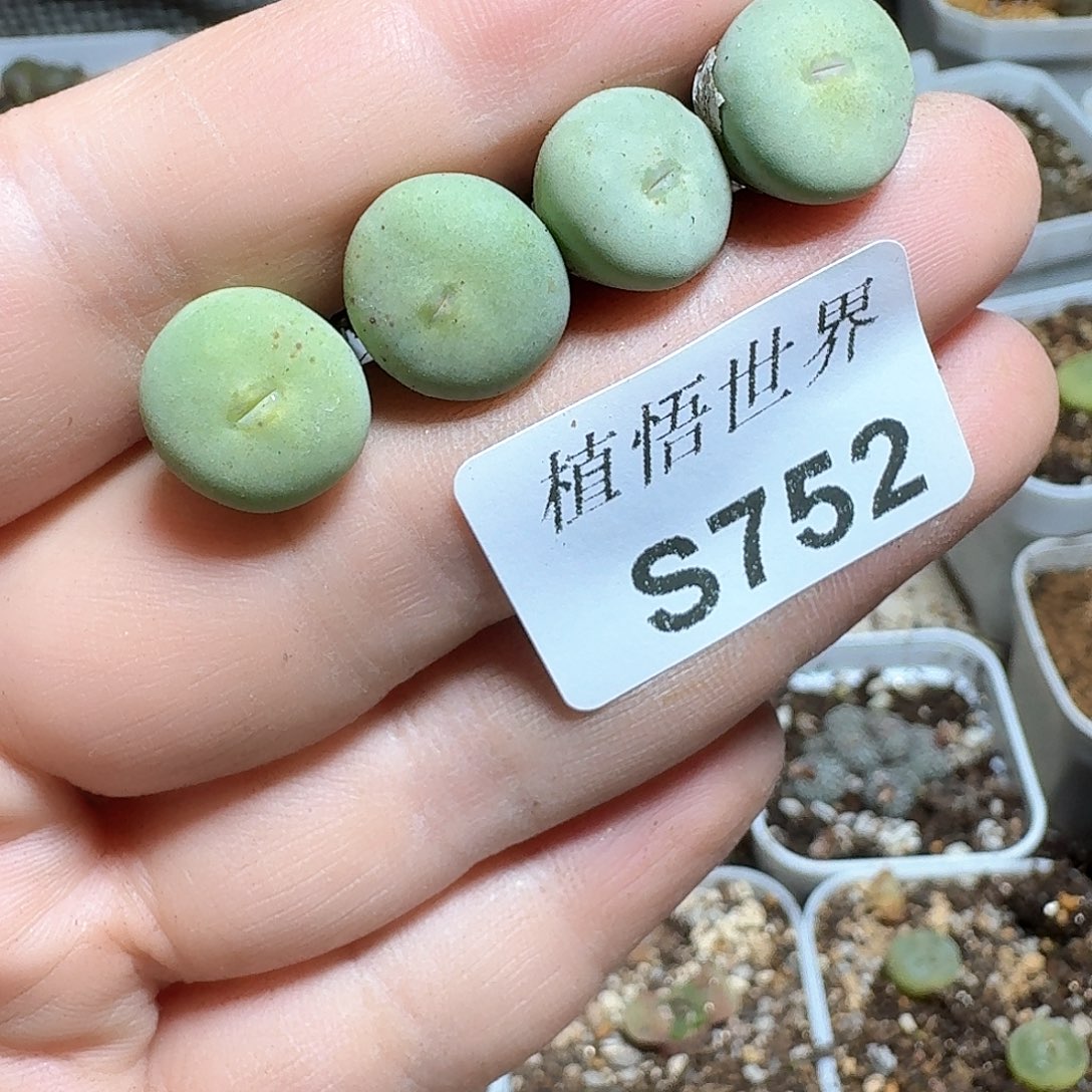 752号多肉植物哇c g