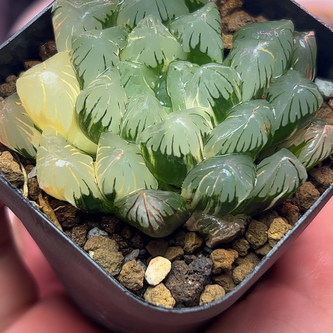 广赖锦六公分亚成株锦