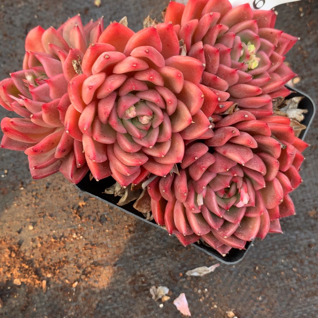 4606杂交精品基地13厘米