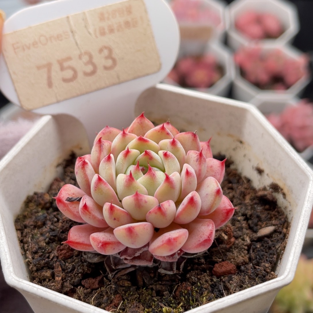 白姬莲7533-3.5厘米