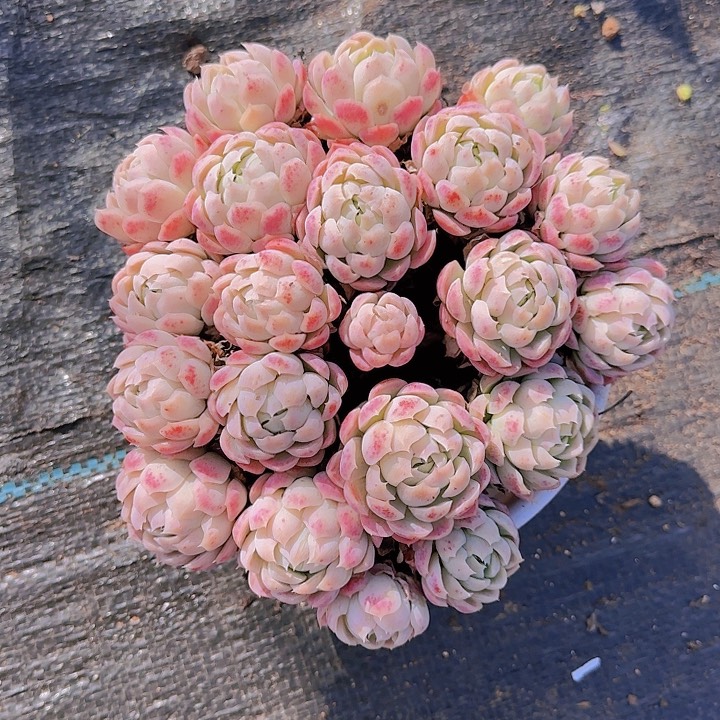 W****o好想好想念好的书和