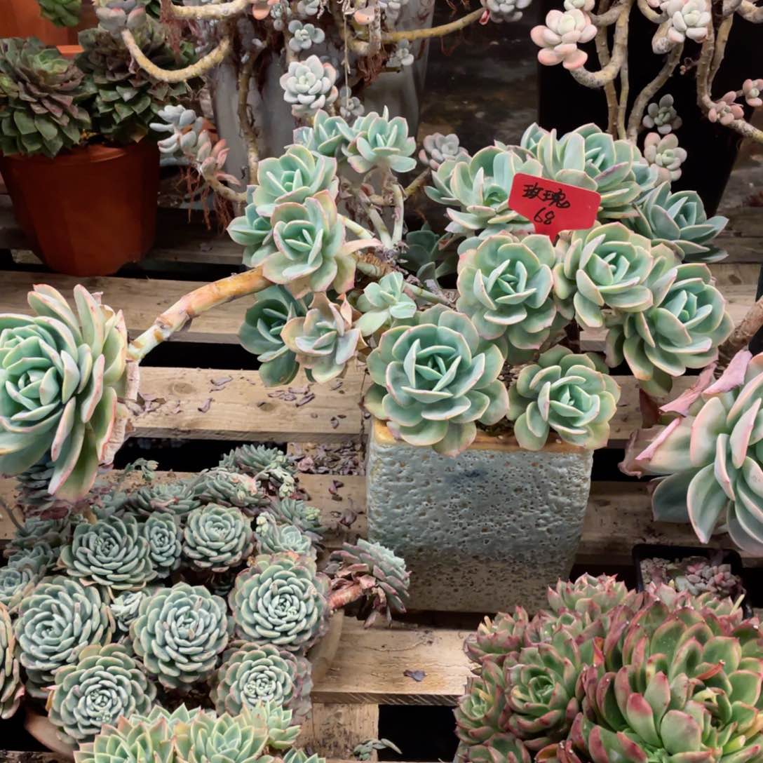 玫瑰，血凤，周老太多肉