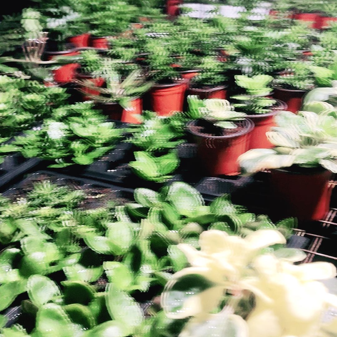 梦***天当前无花栽培后可以开花