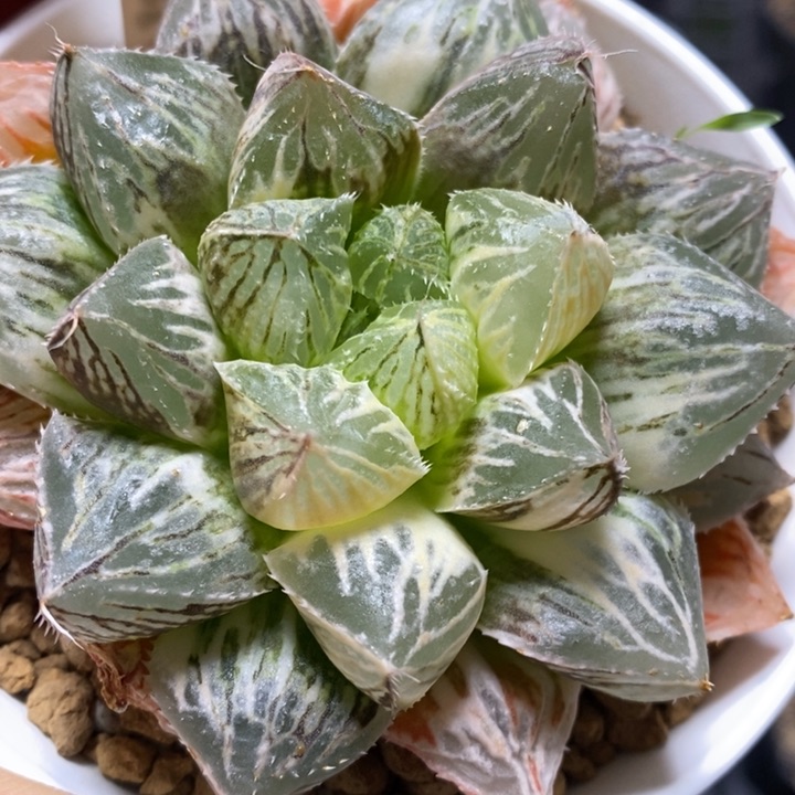 373号楼兰玉露锦带盆