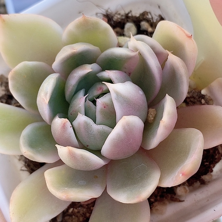 平安夜一物一拍，