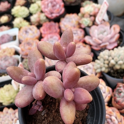 糖果美人12.88888888888