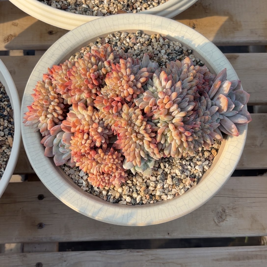 精品叶插橙梦露缀化专拍